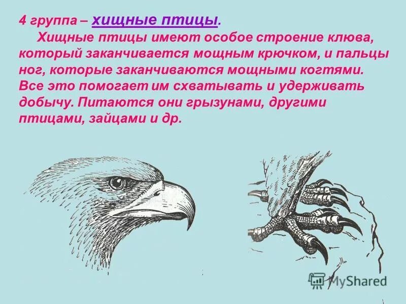 Строение клюва орла. Строение клюва хищных птиц. строение дневных хищных птиц. дневные хищники птицы строение. строение клюва птицы.