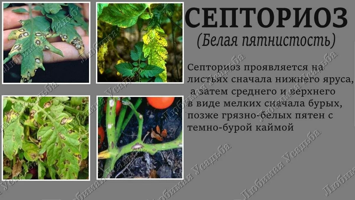 Болезни томатов по листьям описание. Белая пятнистость рассады томатов септориоз. болезнь томатов септориоз. септориоз белая пятнистость листьев томатов. септориоз листьев помидор.