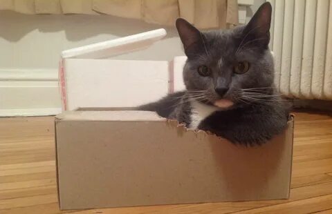 Кот в которой коробке