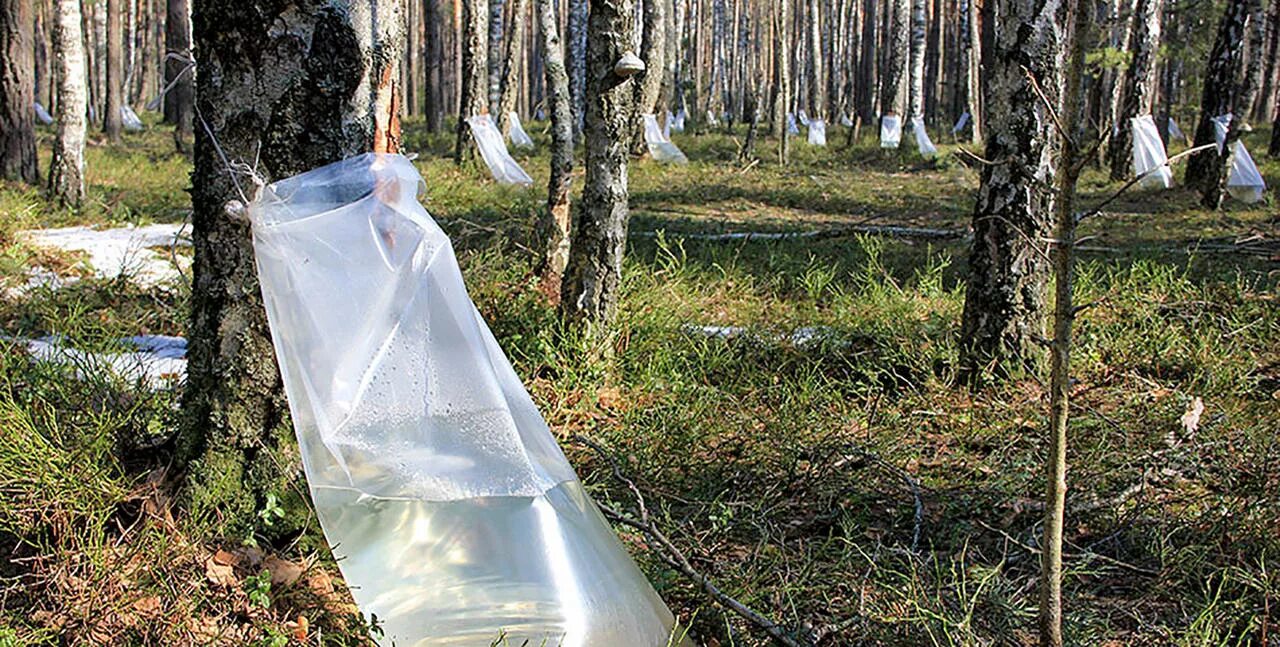 Собрать березовый сок. Пакеты для сбора березового сока. Сборка берёзового сока мешком.