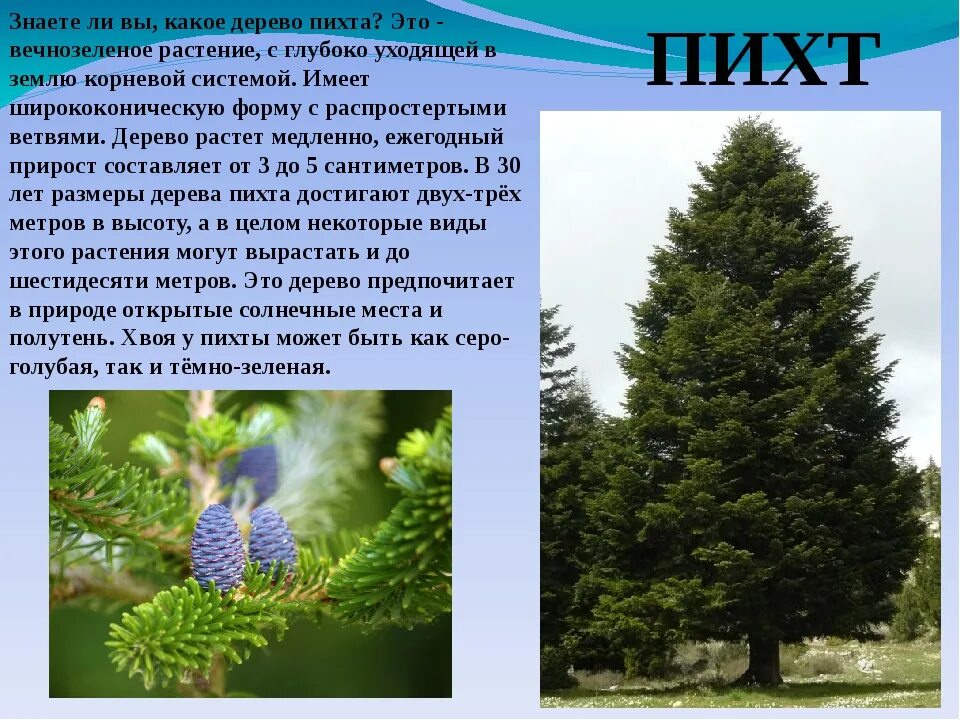 Растет ли пихта. Пихта белая голосеменное растение. пихта сибирская корни. пихта сибирская в 10 лет высота. пихта сибирская высота.