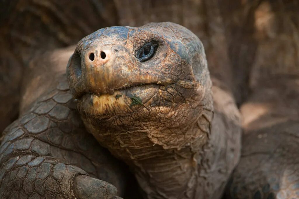 Абингдонская слоновая. Абингдонская слоновая черепаха Джордж. Галапагосская черепаха Джордж. Галапагосская черепаха одинокий Джордж. Абингдонской слоновой черепахи.