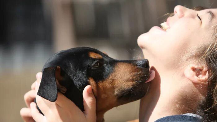 К чему снятся собаки женщине незамужней большие добрые. Приснилась собака к чему. Собаки во сне к чему снится женщине. Приснилась большая черная собака. К чему снится собака во сне.