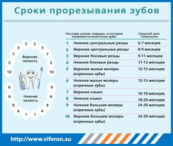 Зуб 1 8. Периоды прорезывания молочных зубов у детей таблица. Прорезание молочных зубов порядок прорезывания сроки. Прорезывание зубов у детей сроки таблица. Сроки прорезывания зубов молочных зубов.