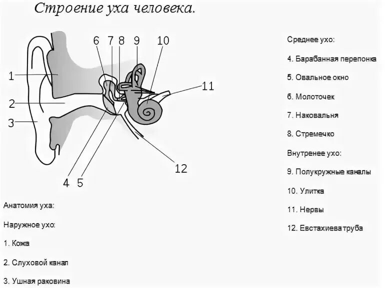 Схема строения наружного среднего и внутреннего уха. Структура уха человека схема. Строение среднего и внутреннего уха рисунок. Строение среднего уха схема.