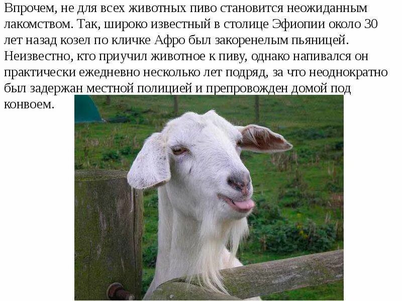 Но не так широко как
