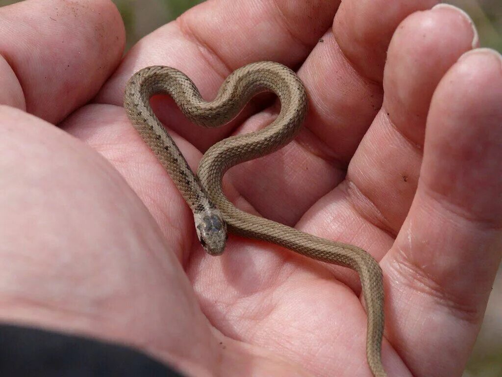 К чему снится кусающая змея женщине замужней. Baby Snake.