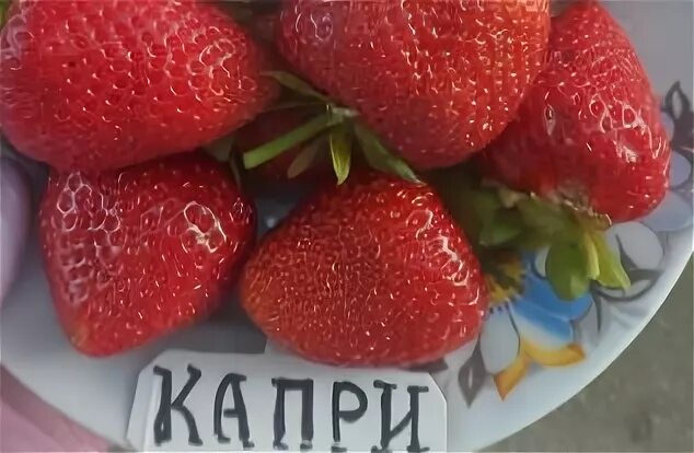 Клубника капри фото