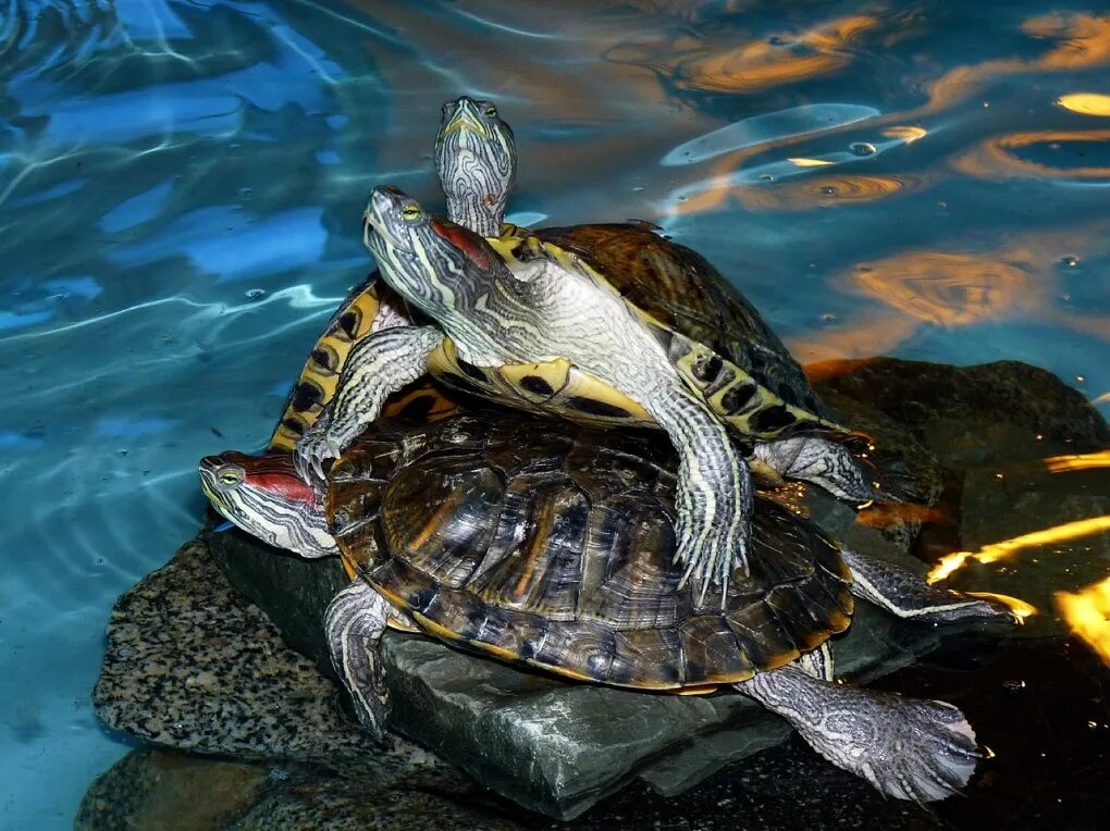 Красноухая черепаха хищная. Красноухая Пресноводная черепаха. Черепаха водная красноухая. Морская черепаха красноухая. Черепаха красноухая черепаха.