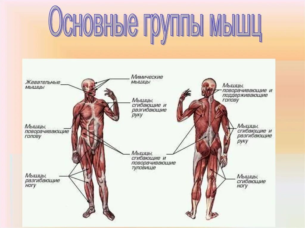 Схема мышц. Мышечная система схема строения. мышечная система человека анатомия с названием. мышцы тела человека 8 класс биология. функции мышц человека анатомия.