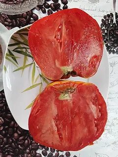 Слива польская