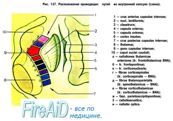 Местоположение проводящий. Проводящие пути во внутренней капсуле. Схема расположения проводящих путей во внутренней капсуле. Внутренняя капсула пути волокон схема. Проводящие пути внутренней капсулы мозга.