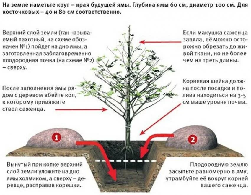 Правильная посадка саженцев яблони. Схема посадки саженца яблони. Размер ямы для саженца яблони. Посадка деревьев плодовых весной саженцев правильная посадка.