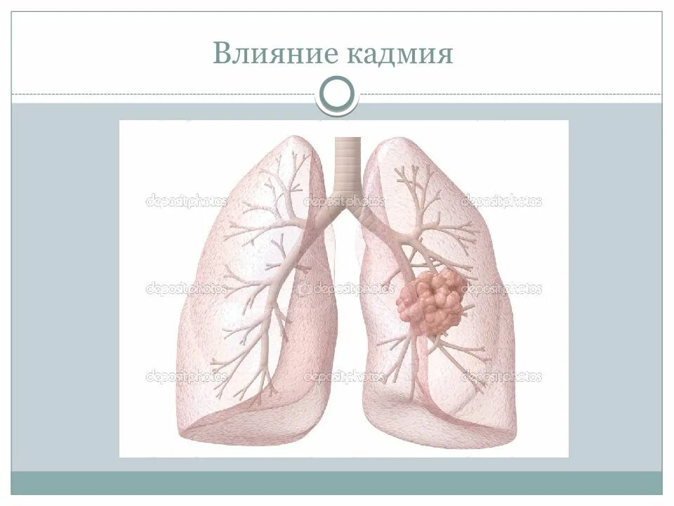 Воздействие кадий на организм. Влияние кадмия на организм человека. Влияние тяжелых металлов на организм.