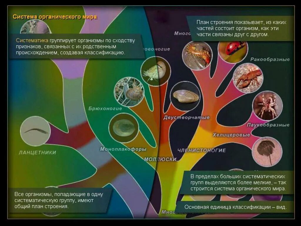 Что является органическими миром. Систематика живых организмов. Современная систематика живых организмов.
