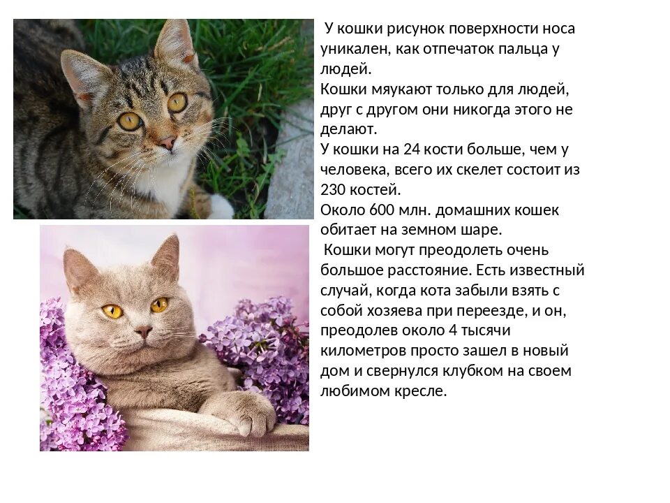 Коте информация