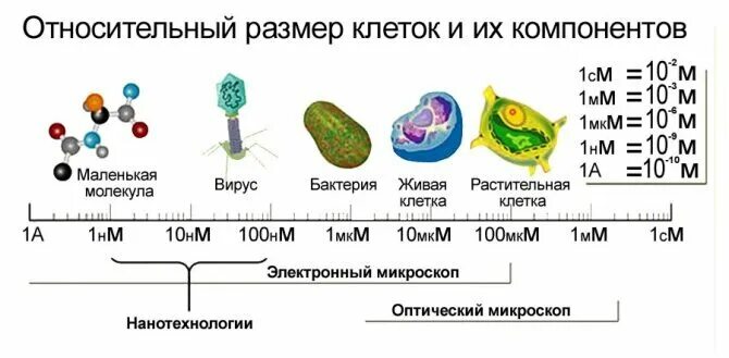 Размер клетки человека. Размеры клеток. Размеры клеток организмов. Размеры клеток человека таблица. Максимальный размер клетки