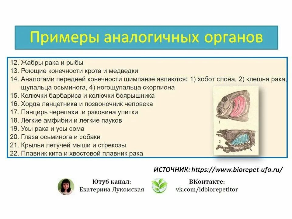 Аналогичные условия это. Аналогичные органы примеры. Гомологичные и аналогичные органы примеры. Аналогичные и гомологичные органы таблица. Гомологичные органы примеры у животных и растений.