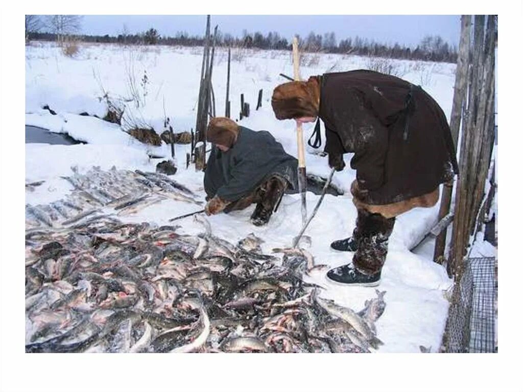 Ненцы Ханты манси охота. Ханты и манси охотники и рыболовы. Ямал ненцы охота рыбалка. Традиционные занятия манси охота. Районы пушного промысла