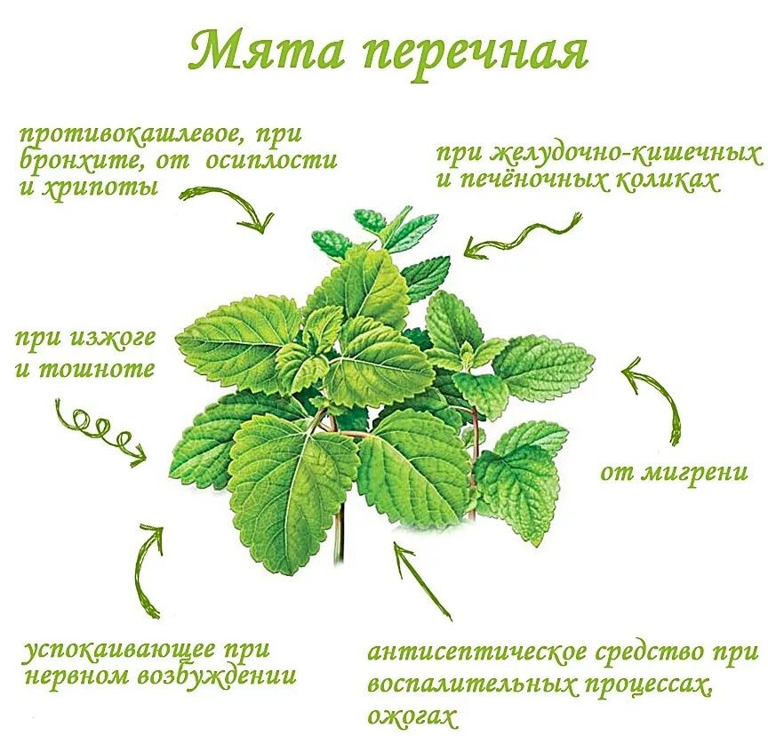 С какого возраста можно давать мяту