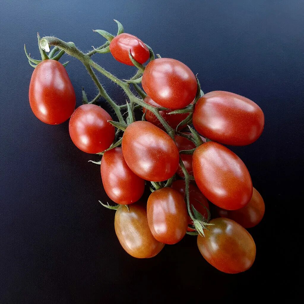 томат черный дракон. Yellow dragon томат описание. томат дракон характеристика. фиолетовый пурпурный дракон томат. томат дракон характеристика.