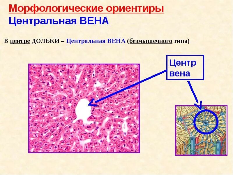 Поджелудочная препарат гистология. Центральная вена печени гистология. строение поджелудочной железы гистология. поджелудочная железа гистология презентация. центроацинозные клетки поджелудочной.