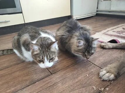 70. -7. Собачка Дана: девочка оказалась тихой и пока всё стабильно мы радуе...