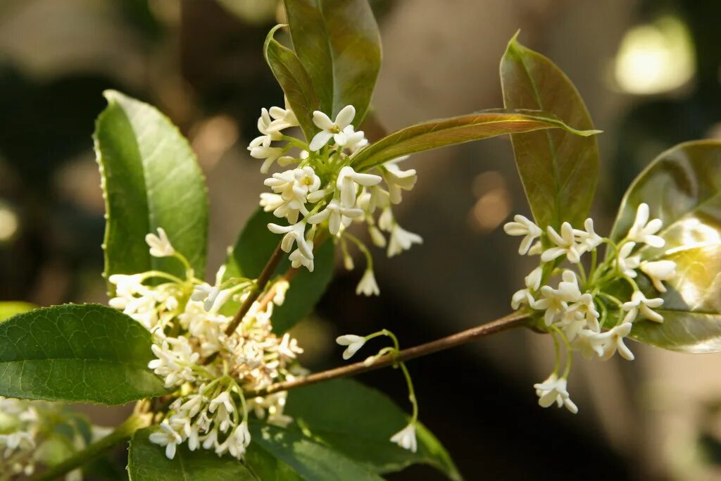 Османтус свойства. Osmanthus fragrans. османтус форчуна. османтус берквуда. османтус душистый.