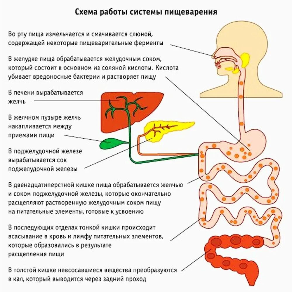 Пищеварительный процесс человека