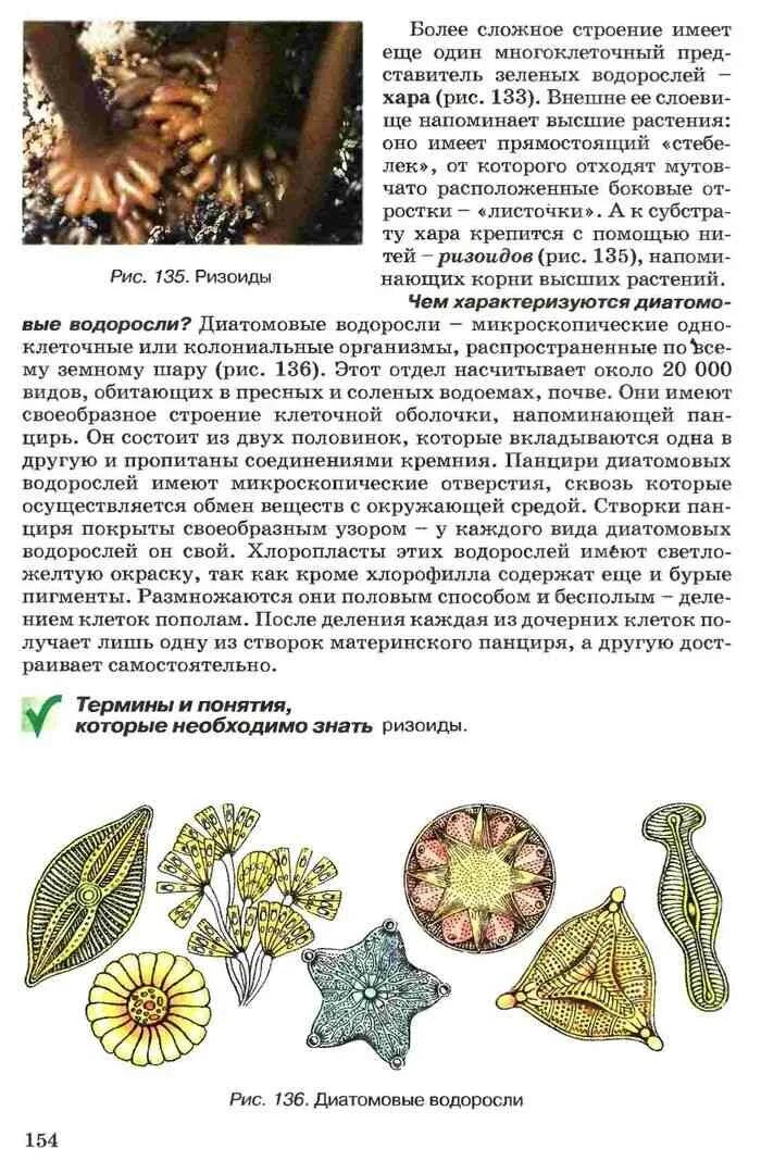 Биология 6 класс учебник водоросли. Учебник биологии 7 класс водоросли. учебник по биологии бурые водоросли. биология 7 класс мусиенко. учебники 6 класс водоросли.