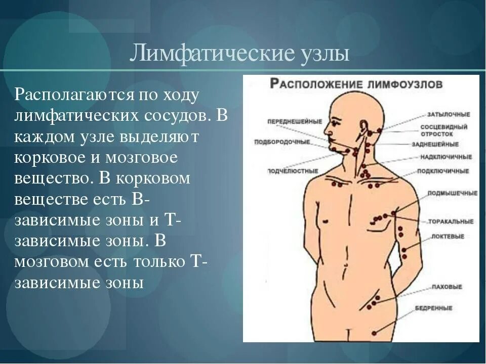 Что значит лимфоузел. Лимфатические узлы. Места расположения лимфоузлов. Лимфатические узлы расположение. Поверхностные лимфатические узлы человека.