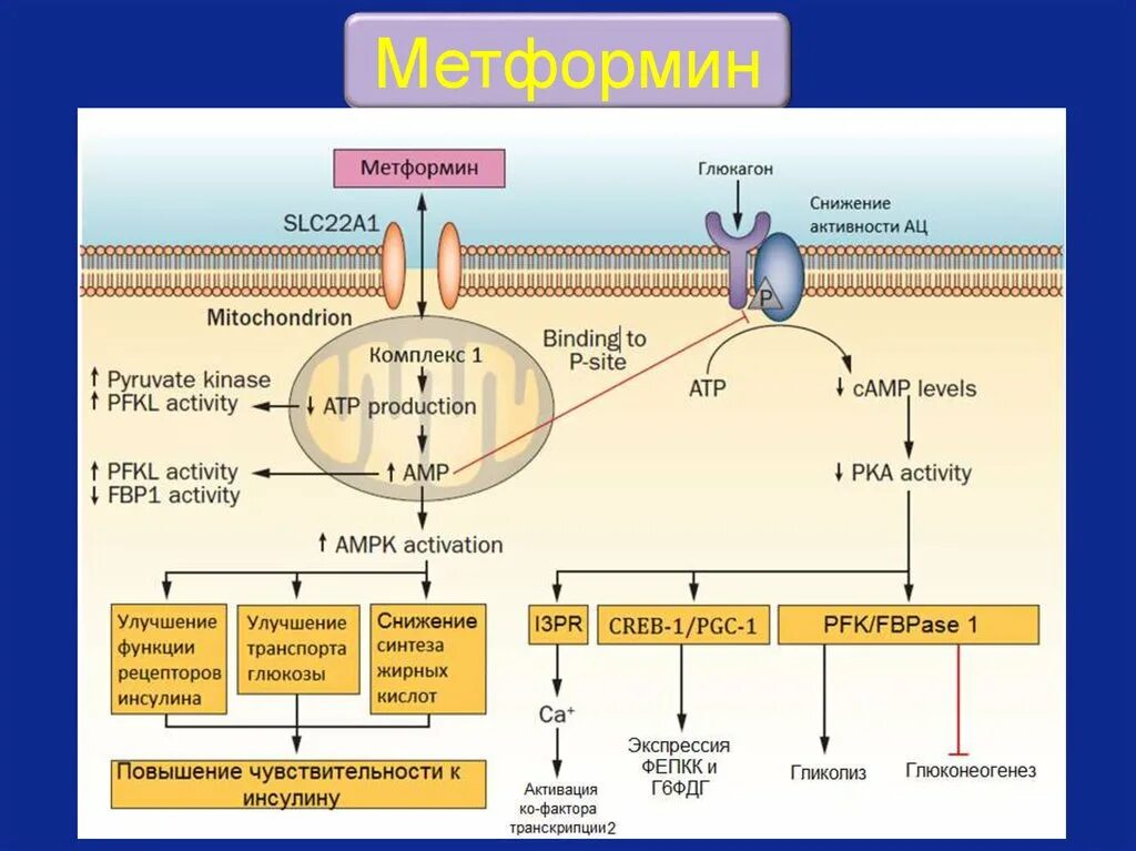 Механизм действия бигуанидов. Механизм метформина. Metformin mechanism of Action. Метформин химическая структура.