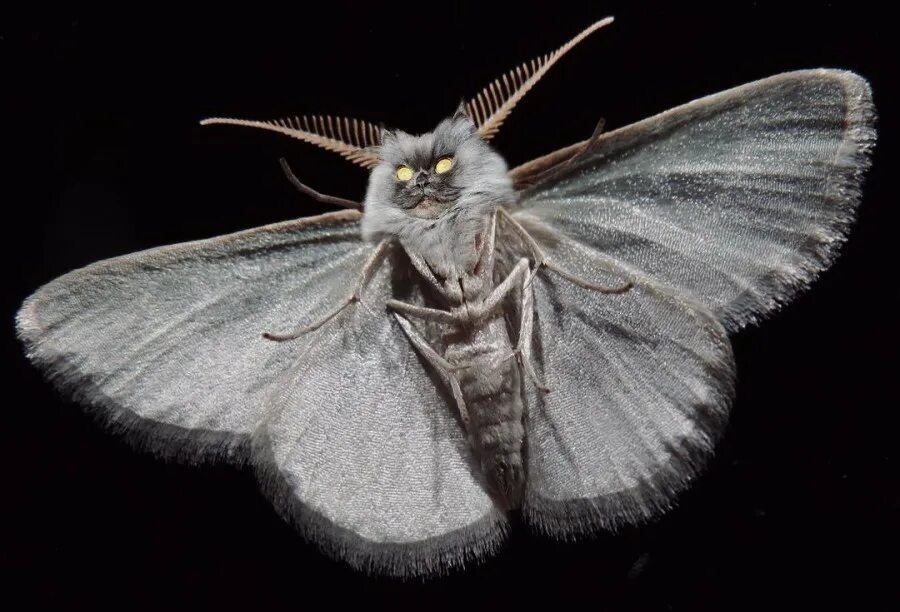 сосновый бражник бабочка. г мотыльков. бабочка сатурния павлиноглазка. ширококрылая огневка. г мотыльков.