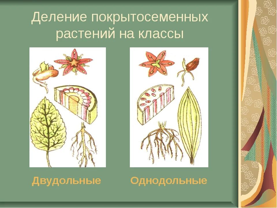 Деление покрытосеменных на классы. Однодольные цветы класс покрытосеменных. Двудольные Покрытосеменные растения. Покрытосеменные Однодольные и двудольные. Отдел Покрытосеменные класс двудольные.