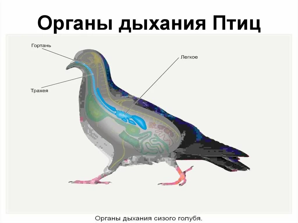 Гортань у птиц. Органы дыхательной системы птиц. Дыхательная система птиц животных схема. Класс птицы строение дыхательной системы. Система органов дыхания птиц органы дыхания птиц.