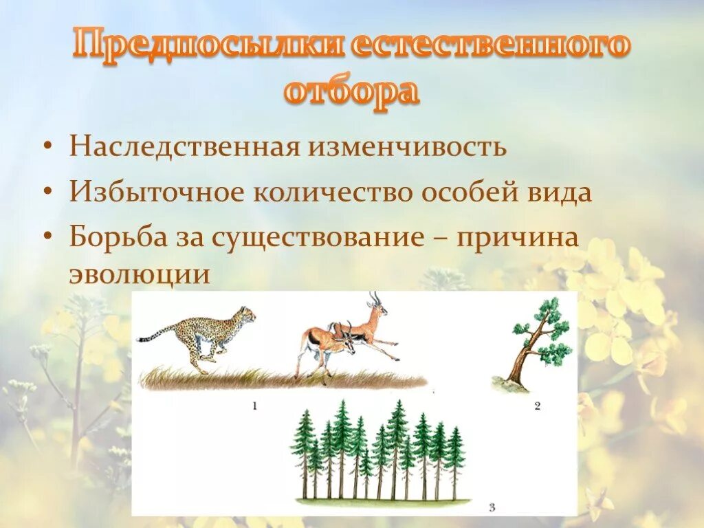 Борьба за существование. Предпосылки действия естественного отбора.. Борьба за существование предпосылка естественного отбора. Формы борьбы за существование биология. Какую роль в эволюционном процессе играет борьба