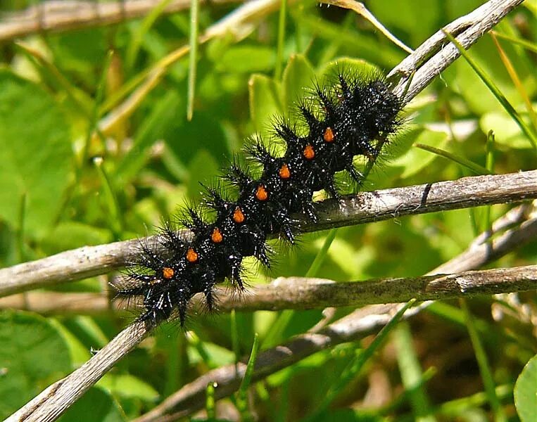 Гусеница с точками. Black caterpillar чёрная гусеница. боярышница гусеница. гусеница мохнатая лесная. гусеница боро.