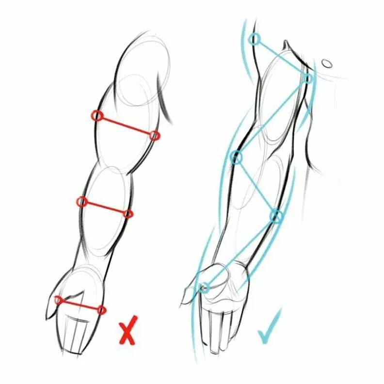 Анатомия предплечье референс. Анатомия человека тутор. Анатомия человека для рисования. Изгиб плеча