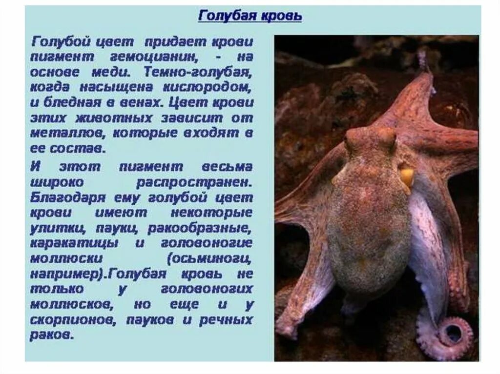 Тип развития каракатицы