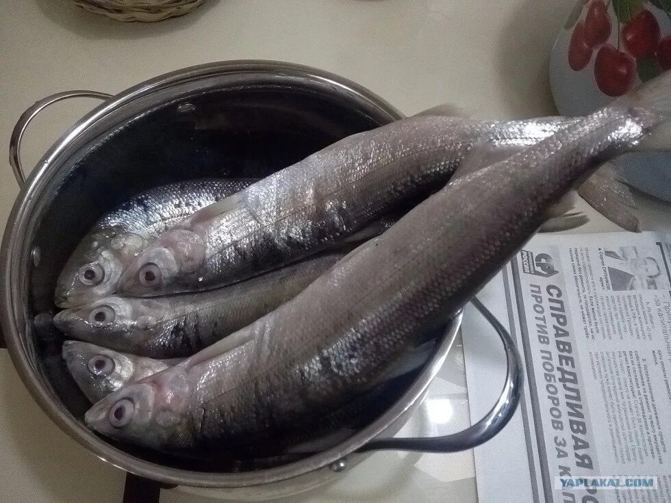 Как посолить омуль быстро и вкусно. Омуль якутский. омуль соленый. омуль байкальский соленый. омуль байкальский жареный.