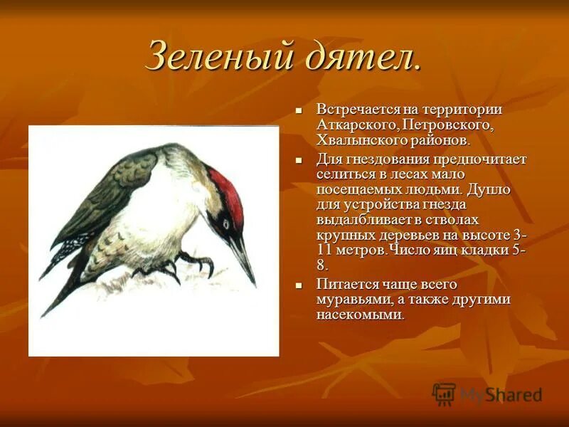 Красная книга Саратовской области презентация