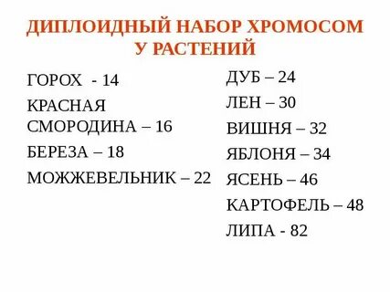 Сколько хромосом в листе огурца