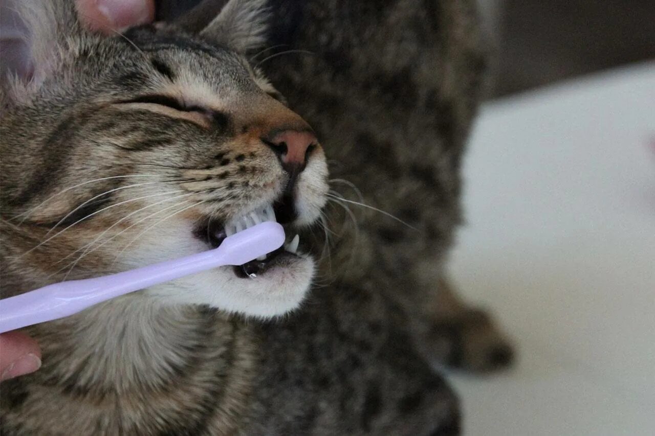 Можно котам чистить зубы