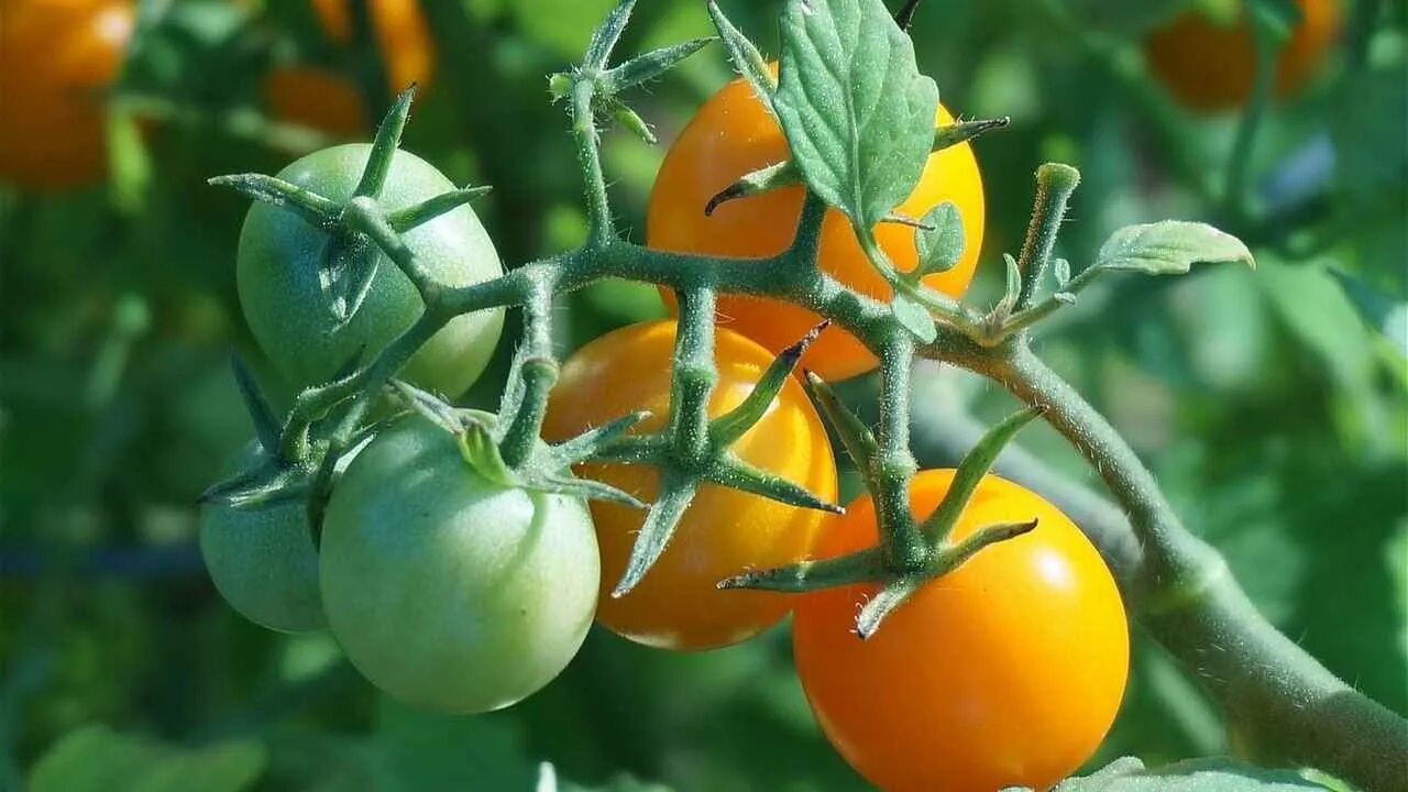 Как ускорить созревание томатов дома