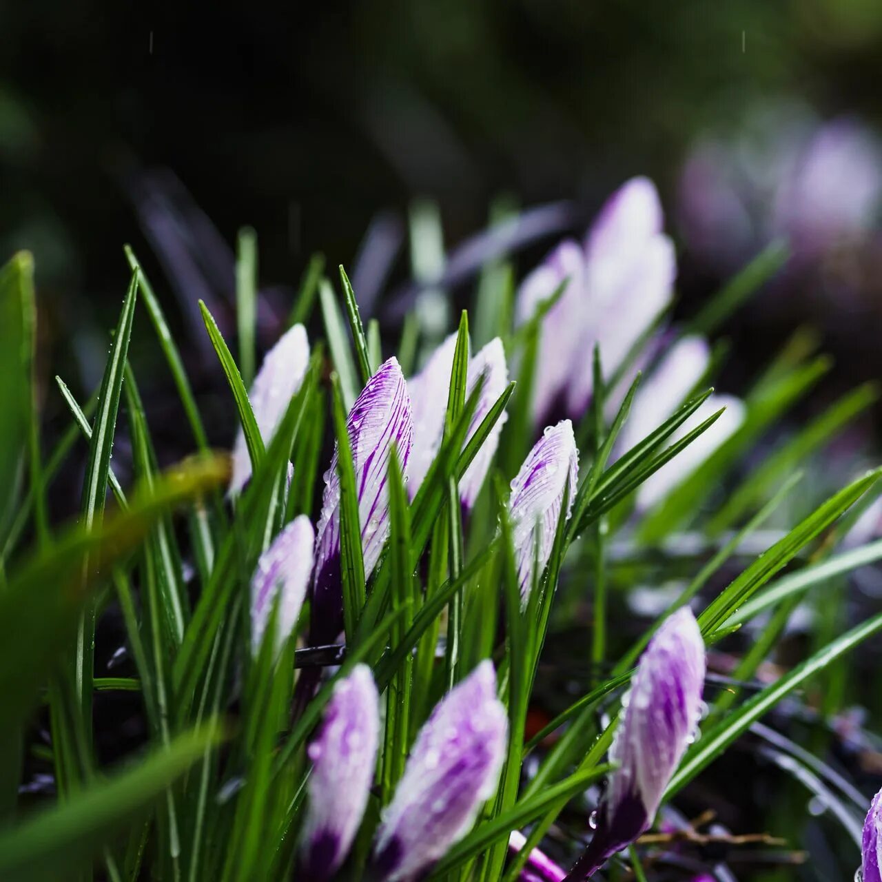 Весенний фон. Март картинки красивые на телефон вертикальные. Весенний цвет. Тюльпаны фон. Март картинки красивые на телефон вертикальные.