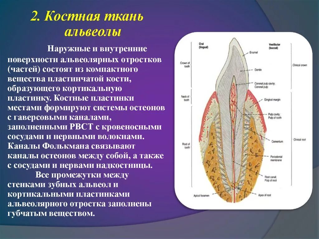 Зубная альвеола строение. Альвеолярная кость зуба строение. Строение костной альвеолы. Строение зуба костная альвеола. У кита альвеолярные легкие