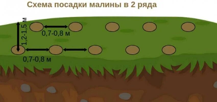 Схема посадки малины кустами. Схема посадки малины рядами. Схема посадки малины в два ряда. Малинник схема посадки.