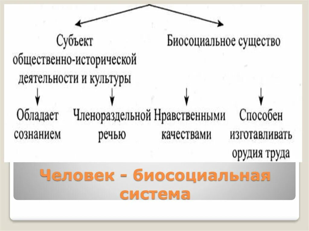 Личность биосоциальное существо. Биосоциальное в человеке. Человек Биосоциальная система. Биосоциальная концепция человека. Человек как Биосоциальная система.