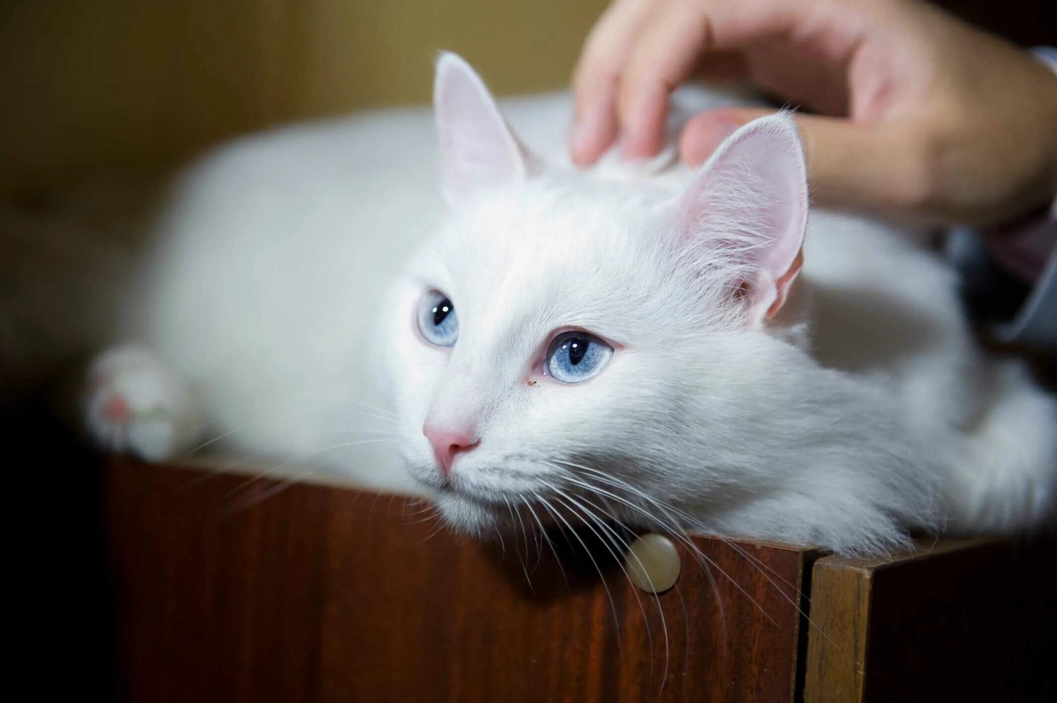 Турецкая ангора кот. Турецкая ангорская кошка. Кошка турецкая ангора белая. Кошка ангорка белая.