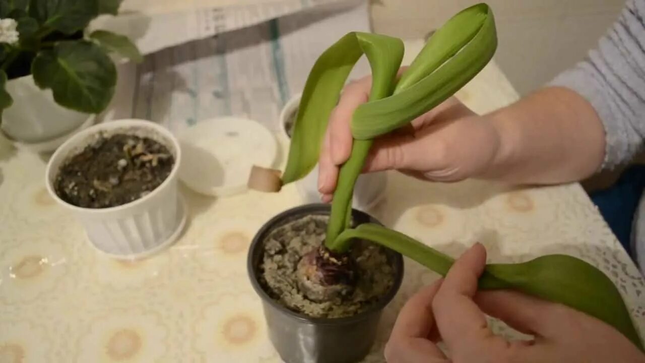 Цветок гиацинт размножается. Размножение гиацинтов листьями. Размножение гиацинта листьями. Гиацинт цветок размножение.